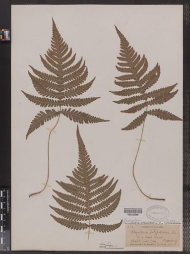 Thelypteris phegopteris