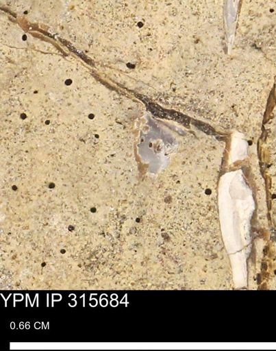 Mollusca