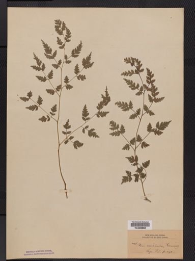 Pteris