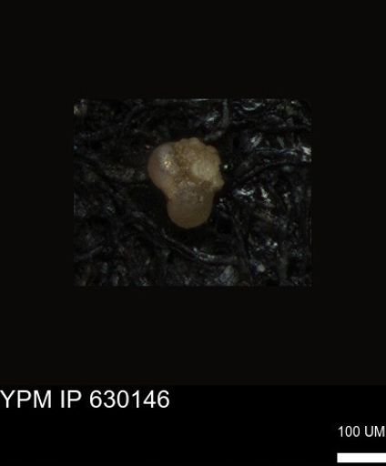 undet. Foraminiferida