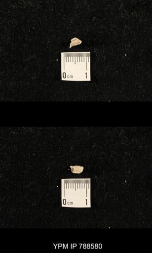 taxon undetermined