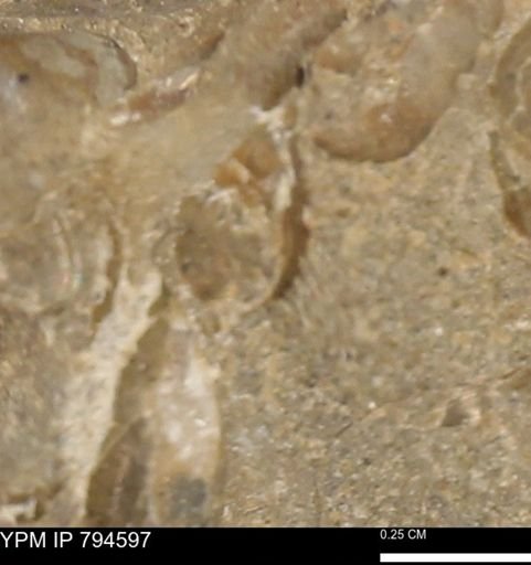 Protocardia subquadrata