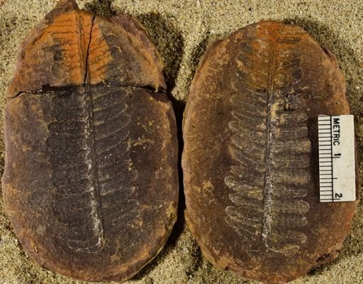 Pecopteris