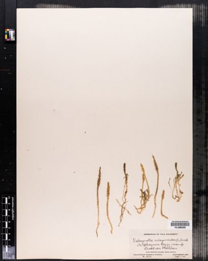 Selaginella selaginoides