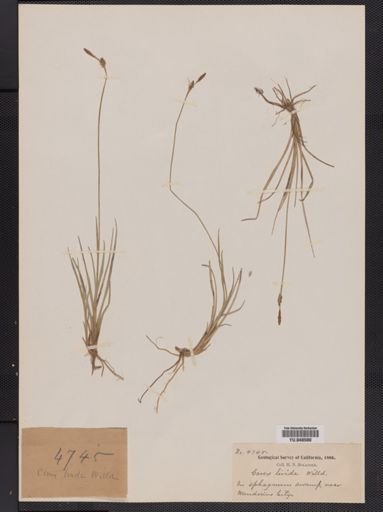 Carex livida