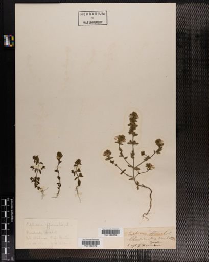 Plantae
