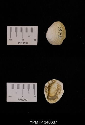 Corbicula