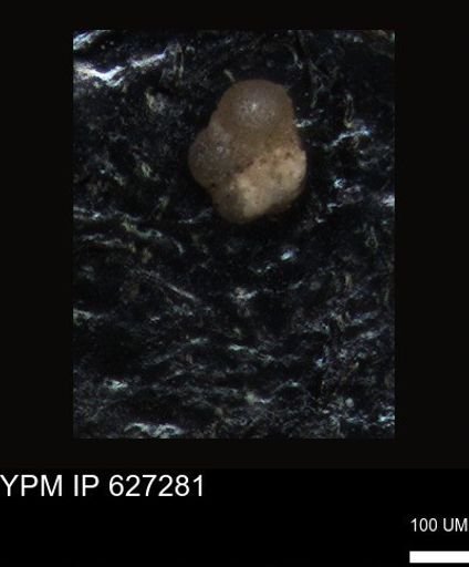 undet. Foraminiferida