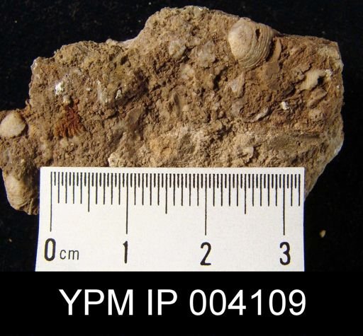 Reticularia perplexa
