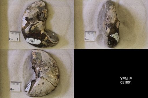 Hoploscaphites nicolletii