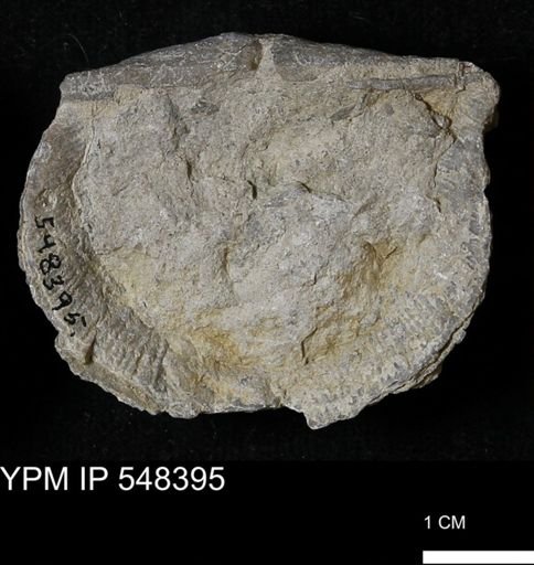 Stropheodonta callawayensis