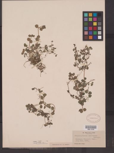 Chrysosplenium americanum