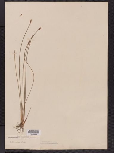 Eleocharis tricostata