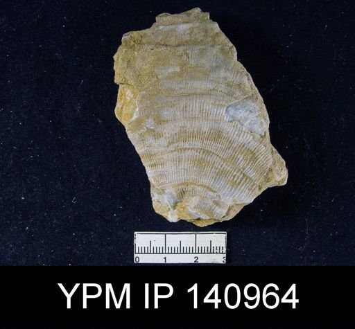 Derbya grandis