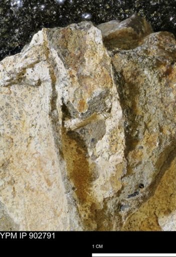 Baculites sp.