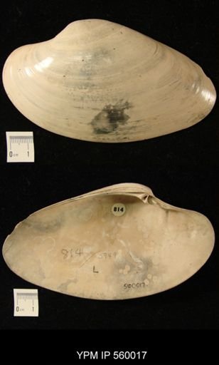 Macrocallista nimbosa