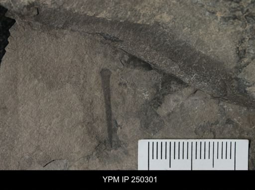 Cooksonia