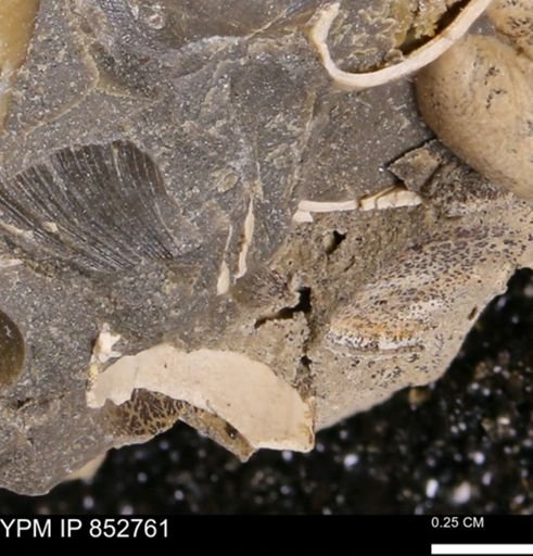 Limopsis striatopunctatus