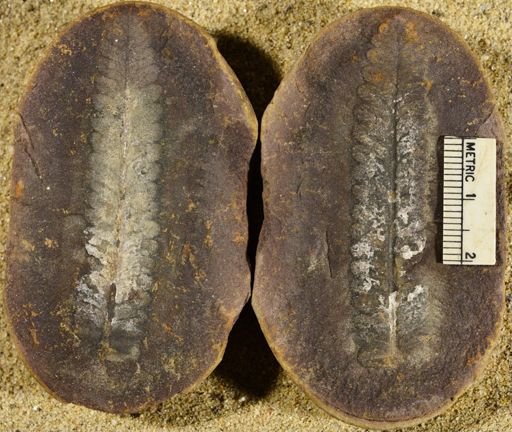 Pecopteris
