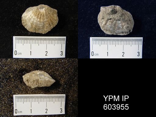 Spinatrypa sp.