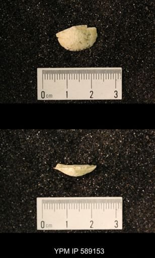 Sowerbyella sp.