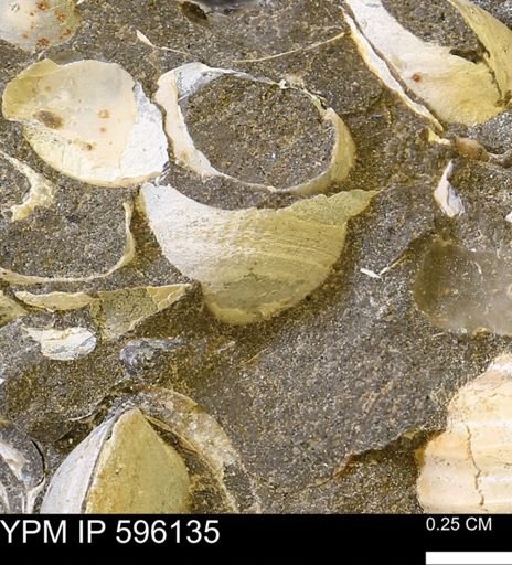 Limopsis striatopunctatus