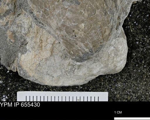 Inoceramus barabini