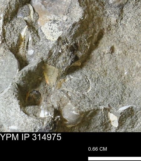 undet. Mollusca