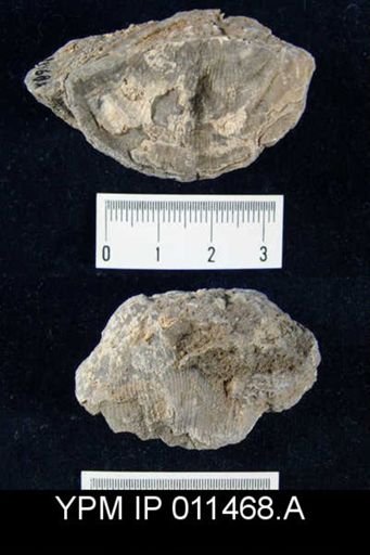 Linoproductus cora