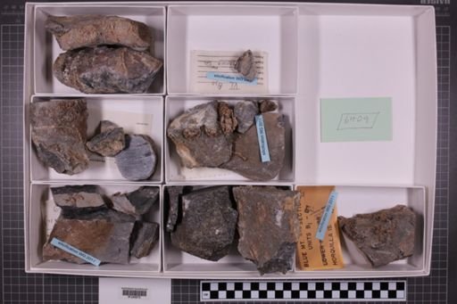 mixed taxa, stratigraphic collection