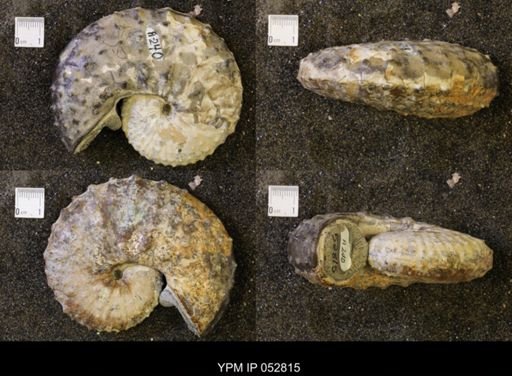 Discoscaphites gulosus