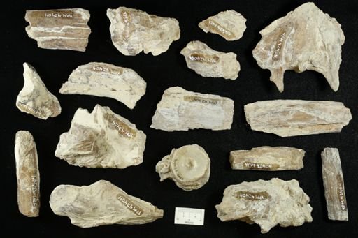 undet. Ichthyodectidae
