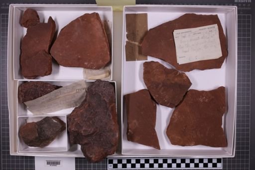mixed taxa, stratigraphic collection
