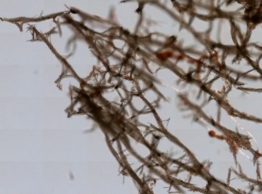 Isodictya deichmannae