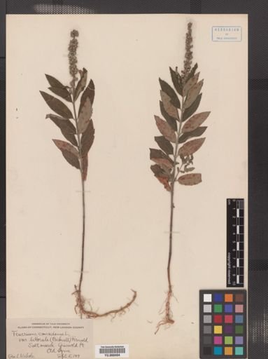 Teucrium canadense