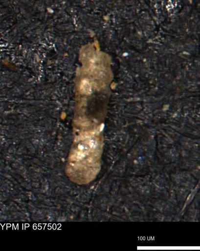 Ammobaculoides phaulus