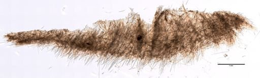 Craniella cranium
