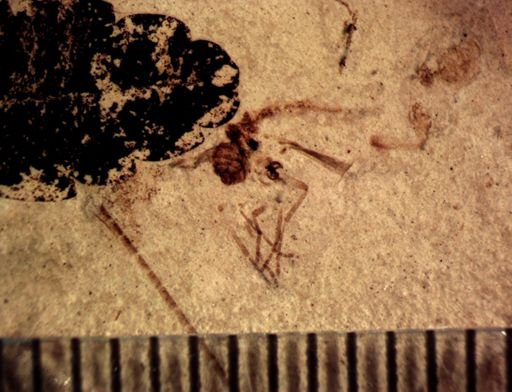 undet. Diptera