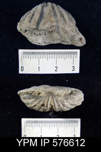Spirifer eudora