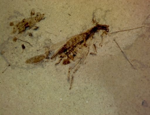 undet. Orthoptera