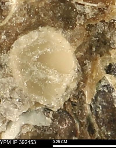Protocardia subquadrata