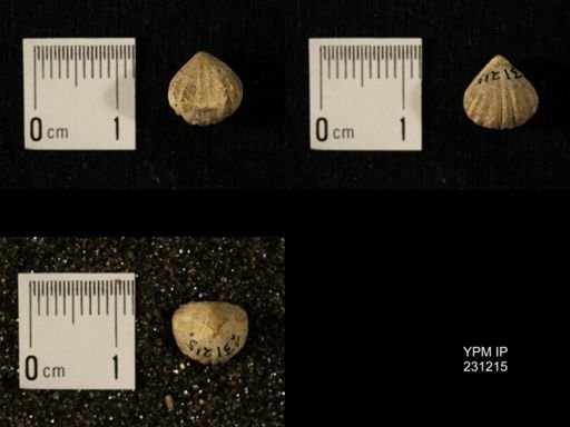 Wellerella osagensis