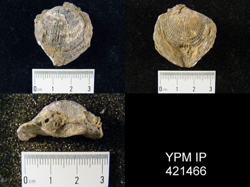 Atrypa sp.