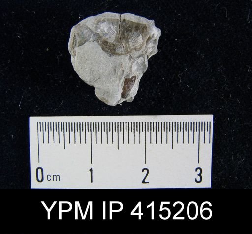 Devonochonetes scitulus?
