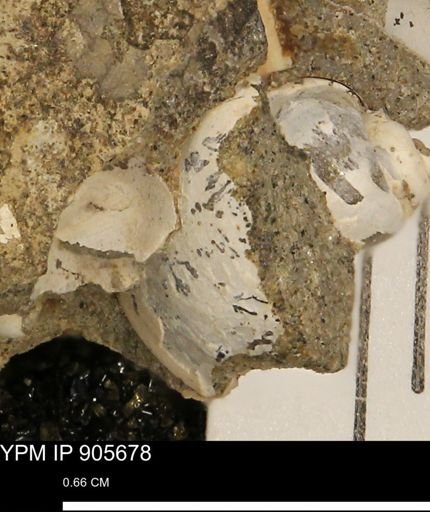undet. Gastropoda