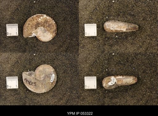 Discoscaphites conradi