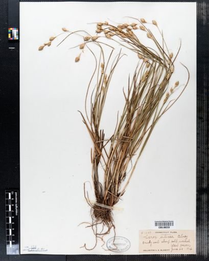 Carex silicea
