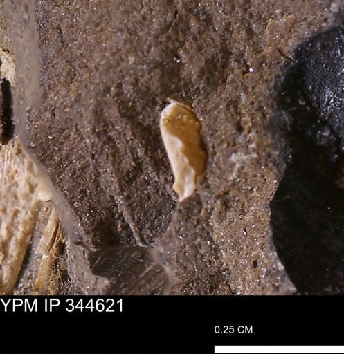 undet. Mollusca