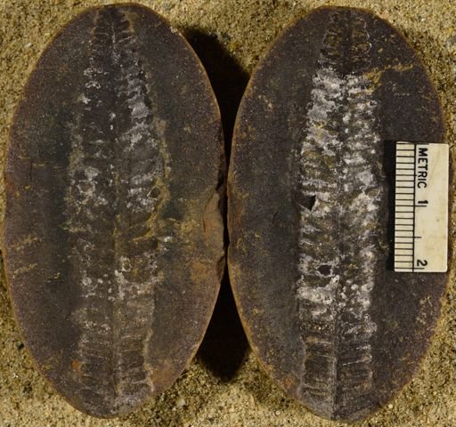 Pecopteris