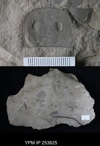 Eurypterus sp.